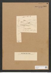 Berkeleya manipulata (Kuetz.) Grun. (de-Toni-Nr.: Genus 21, Species 1212) Zeichnungen Sammlung Grunow Nr. 2333 (NHMW-BOT-W0369461)